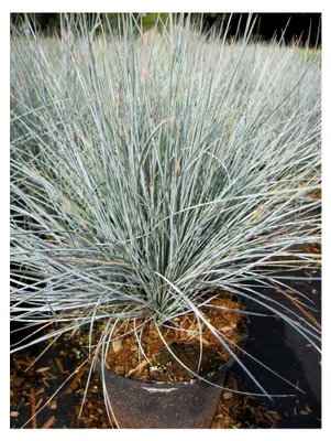 Produktbild von Blau-Schwingel Uchte - Festuca cinerea - Ziergras - 25-30 cm