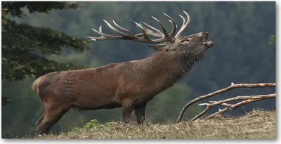 Produktbild von Tulup® Leinwandbild - 140x70 cm - Wandkunst - Drucke auf Leinwand - Leinwanddruck  - Tiere - Braun - Hirsch Hügel