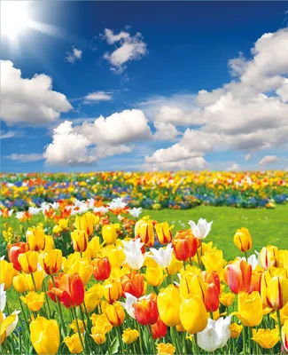 Produktbild von Wallario Magnet für Kühlschrank / Geschirrspüler, magnetisch haftende Folie - 60 x 80 cm, Motiv: Tulpenwiese unter blauem Himmel