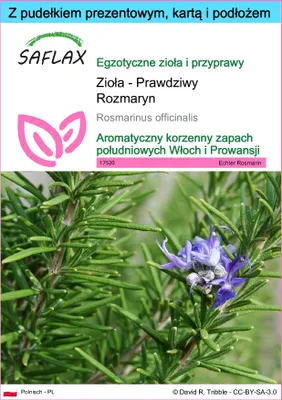 Zdjęcie produktu dla SAFLAX - Zestaw prezentowy - Zioła - Prawdziwy Rozmaryn - 100 Nasiona - Z pudełkiem upominkowym, etykietą wysyłkową, kartą podarunkową i podłożem uprawowym - Rosmarinus officinalis