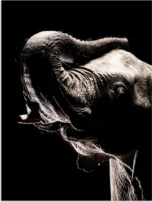 Produktbild von MuchoWow® Poster Elefant - Schwarz - Tiere - Porträt 90x120 cm - Wohnzimmer