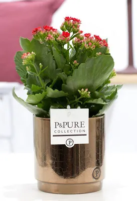 Obrázek produktu pro Kalanchoe cervená v keramickém kvetináci Ø12cm, výška 27cm - kvetoucí pokojová