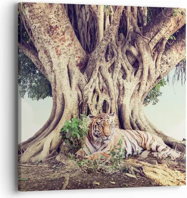 Produktbild von Bild auf Leinwand - Leinwandbild - Einteilig - Tiger Wild Baum - 40x40cm - Wand Bild - Wanddeko - Wandbilder - Leinwanddruck - Bilder - Wanddekoration - Leinwand bilder - Wandbild - AC40x40-5124