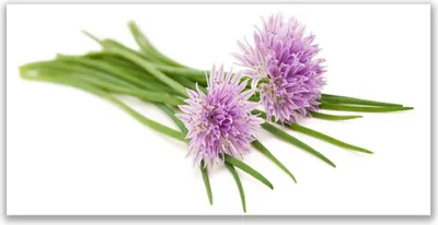 Produktbild von Tulup Leinwand-Bilder 120x60 Wandbild Canvas Kunstdruck Blumen Pflanzen