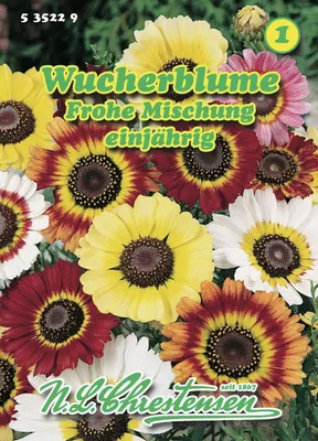 Immagine prodotto di Wucherblume Frohe Mischung | Miscela di semi di fiori di N.L. Chrestensen