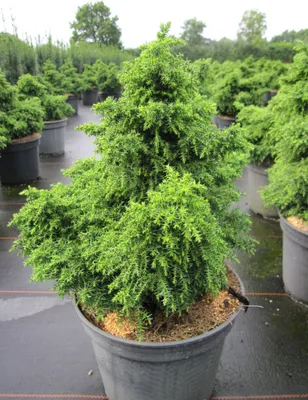 Produktbild von Cryptomeria japonica Yokohama - Japanische Sicheltanne - 25-30cm