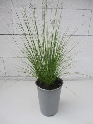 Produktbild von Prärie-Duftgras - Sporobolus heterolepis - Tautropfengras - Ursprungsart