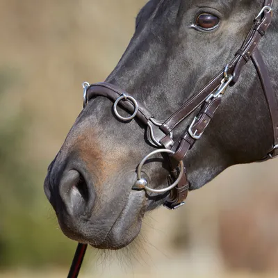 Produktbild von Kieffer Kappzaum Ultrasoft  - braun - Warmblut