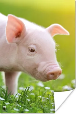Produktbild von MuchoWow® Poster Tiere - Ferkel - Schwein 60x90 cm - Wanddekoration