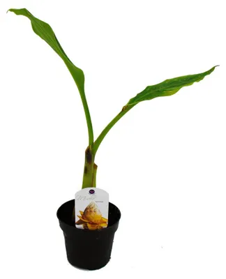 Produktbild von Winterharte Zierbanane – Musella lasiocarpa – Golden-Lotus-Banane – 12-cm-Topf