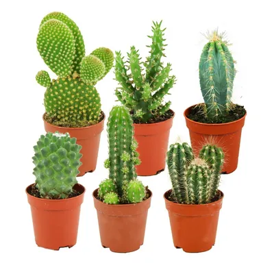 Produktbild von Zynesflora Mini Kakteen im Set - 6 Stück im 5.5 cm Pflanzentopf - Kleiner Kaktus Zimmerpflanze Sammlung - Höhe: 5-10 cm