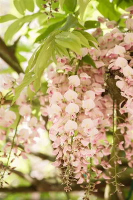 Produktbild von Wisteria brachybotrys 'Shiro Beni', Japanische Wisterie, rosa, 60–100 cm