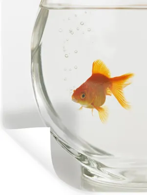 Produktbild von MuchoWow® - Repositionierbar - Wasser abweisend