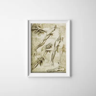 Produktbild von Poster - Canvas - Leinwand - 29,7 cm x 42 cm - Da Vinci Muskeln