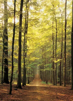Image de Eurographics Puzzle Chemin forestier, paysage, 1000 pièces, 68 x 48 cm, 6000-3846