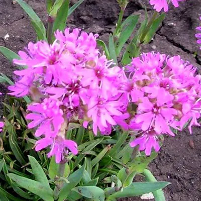 Obrázok produktu pre 6 x Alpský campion - Lychnis alpina | kvetináč 9cm x 9cm
