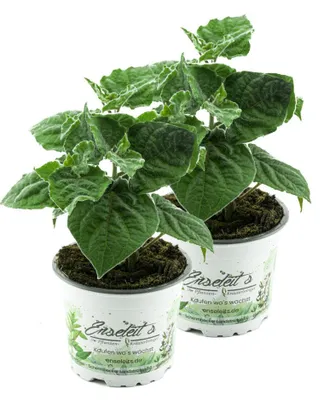 Produktbild von Enseleits 2er Set Andenbeere (Physalis peruviana), frische Kapstachelbeere Pflanze