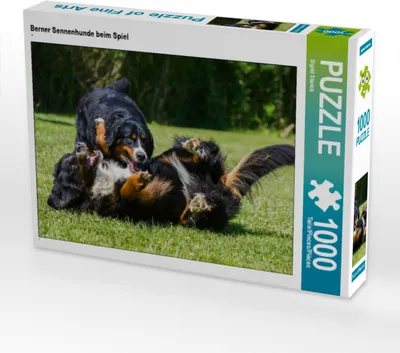 Produktbild von CALVENDO Puzzle Berner Sennenhunde beim Spiel | 1000 Teile Lege-Größe 64x48cm Foto-Puzzle für glückliche Stunden