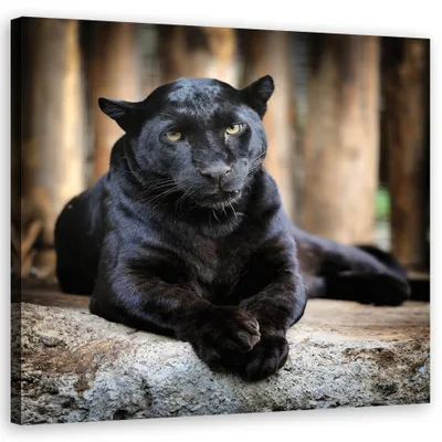 Produktbild von Leinwandbild Schwarzer Panther 40x40 Feeby Schwarz bild für die wand bereit zum aufhängen
