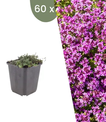 Produktbild von Plants by Frank | 60 Kriechthymian 'Coccineus' Pflanzen | Thymus Praecox 'Coccineus' | Bodendecker | Winterhart | Mehrjährig | Gartenpflanzen