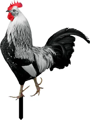 Produktbild von Rooster Decor Realistische lebensechte dekorative doppelseitige Druck Acrylgarten Statue Huhn für Garten-E