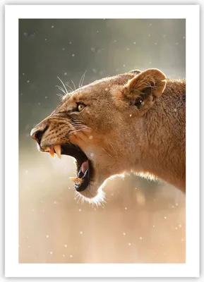 Produktbild von Poster - Poster ohne Rahmen - Löwe Löwin Reißzähne - 50x70 cm - Wand Bild - Wanddeko - Wandbilder - Kunstposter - Wandposter - Bilder - Kunstdruck - Wanddekoration - Wandbild - P2XPA50x70-4137