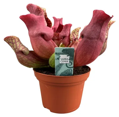 Immagine prodotto di Sarracenia Maroon - 23cm - Ø12cm - Pianta d'appartamento - Sempreverde