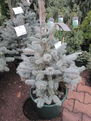 Produktbild von Picea pungens 'Hoopsii' - Silber-Fichte 'Hoopsii' 60-70