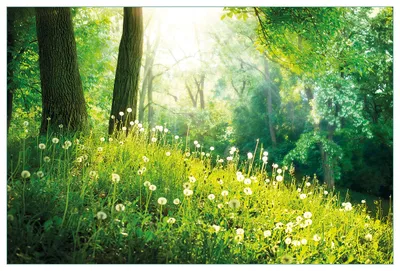 Produktbild von Wallario Küchenrückwand aus Glas, Größe: 90 x 60 cm, Motiv: Pusteblumen im Wald mit einfallenden Sonnenstrahlen | Spritzschutz | abwischbar | pflegeleicht | in