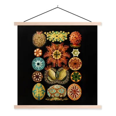 Produktbild von MuchoWow® Textilposter Vintage - Ernst Haeckel - Meerestier - Natur - Meer - Kunst 60x60 cm mit holzfarbenen Rahmen - Wanddekoration