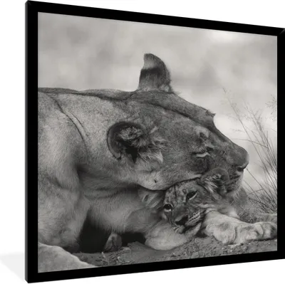 Produktbild von MuchoWow® Gerahmtes Poster Löwin - Jungtier - Schwarz 40x40 cm - Poster mit Schwarzem Bilderrahmen Wandposter Rahmen Foto Bilder - Mit Rahmen - Wanddekoration Schlafzimmer