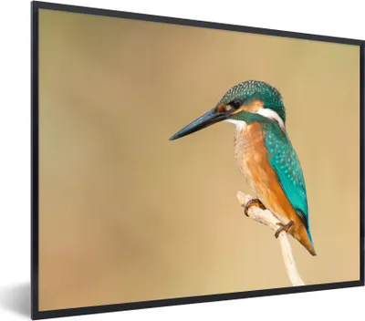 Produktbild von MuchoWow® Gerahmtes Poster Eisvogel - Tiere - Vogel 80x60 cm - Poster mit Schwarzem Bilderrahmen Wandposter Rahmen Foto Bilder - Schwarzem - Mit Gestell