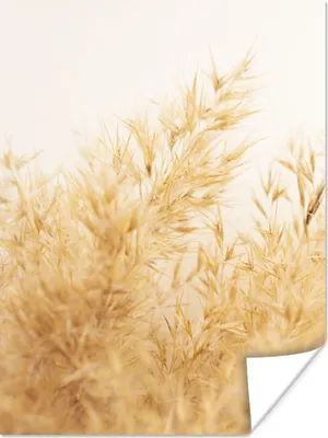 Produktbild von MuchoWow® Poster Pampasgras - Sonne - Gras 120x160 cm - Wandbilder