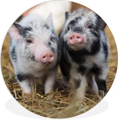 Produktbild von MuchoWow® Rundes Wandbild - Runde Bilder Schwein - Tiere - Ferkel Ø 90 cm Kreis Wanddekoration Kunststoff - Wandkreis - Wandschmuck - Wand-Kreis - Wohnzimmer - Bild - Runde - Wanddeko - Dibond - Kunstdrucke