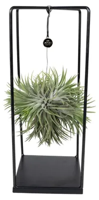 Zdjęcie produktu dla Bromeliad Mix 1 sztuka Ø20cm - ↕20cm