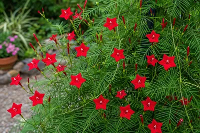 Produktbild von SaatPilot Ipomoea quamoclit 'Cardinalis' 250 Samen Sternwinde