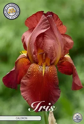 Artikelbild 2 von 'Iris Germanica Caldron (1 Stück)' aus der Kategorie Schwertlilienknollen / Iris