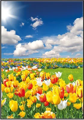 Produktbild von Wallario Wandbild Tulpenwiese unter blauem Himmel, Größe: 70,30 x 100,30 cm, Poster mit schwarzem Aluminiumrahmen