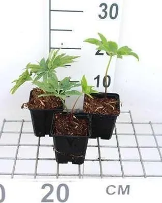 Zdjęcie produktu dla 6 x Helleborus purpurascens - Ciemiernik - doniczka 9 x 9 cm