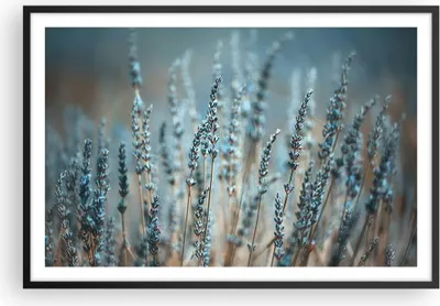 Produktbild von Gerahmtes Poster - Schwarzer Rahmen - Lavendel Klinge Blume - 91,5x61 cm - Wand Bild - Wanddeko - Wandbilder - Kunstposter - Wandposter - Bilderrahmen - Bilder - Kunstdruck - P2BAA91x61-4986