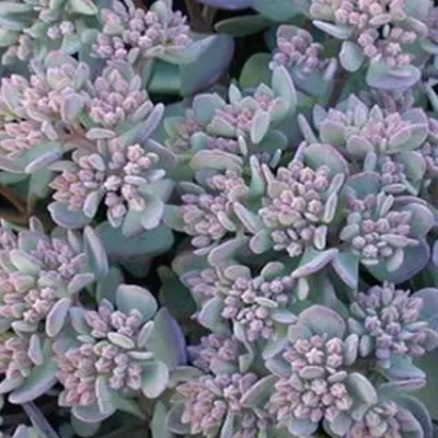 Obrázok produktu pre 6 x rozchodník  - Sedum cauticola 'Lidakense'  | Kvetináč 9 cm x 9 cm