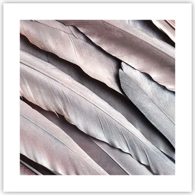 Produktbild von Poster - Poster ohne Rahmen - Federn Flügel Feder - 40x40 cm - Wand Bild - Wanddeko - Wandbilder - Kunstposter - Wandposter - Bilder - Kunstdruck - Wanddekoration - Wandbild - P2XAC40x40-5114