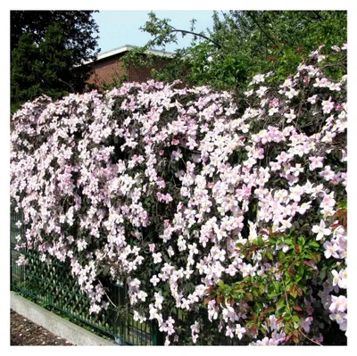 Produktbild von 2er Set Clematis Montana Rubens - Kletterpflanzen | Rosa - Mehrjährige blühende Kletterpflanzen - 2 x 1,5 Liter Topf
