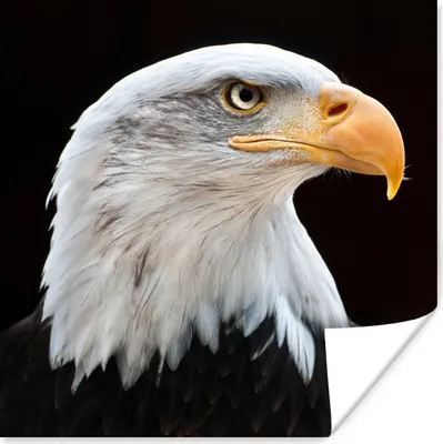 Produktbild von MuchoWow® Poster Seeadler - Porträt - Vogel - Seeadler 100x100 cm - Babyzimmer