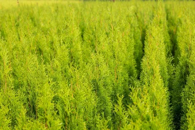 Produktbild von Thuja occidentalis 'Brabant', Lebensbaum, immergrün, 100–125 cm