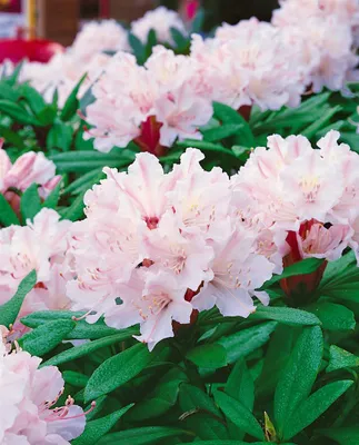 Produktbild von Rhododendron Hybr. 'Jacksonii', Rhododendron, 30–40 cm