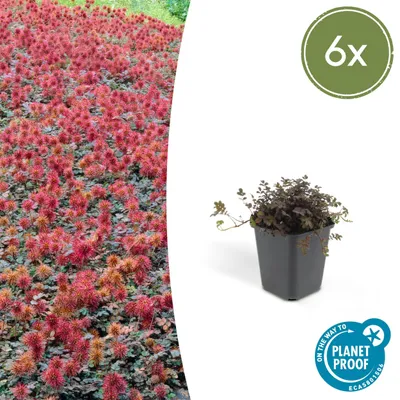Image de Couvre-sol - Acaena microph. 'Kupferteppich' - Pot 9cm - 6 Plantes