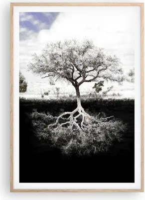 Produktbild von Gerahmtes Poster - Rahmen in heller Eiche - Baum die Wurzeln Reflexion - 70x100 cm - Wand Bild - Wanddeko - Wandbilder - Kunstposter - Wandposter - Bilderrahmen - Bilder - P2NPA70x100-5152