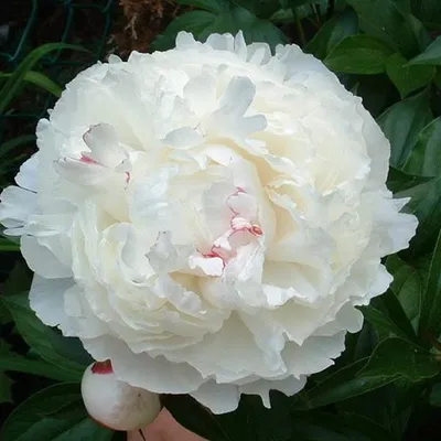 Produktbild von Pfingstrose - Paeonia 'Shirley Temple' | im Container