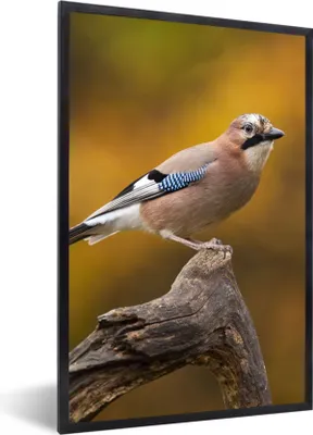 Produktbild von MuchoWow® Gerahmtes Poster Vogel - Zweig - Eichelhäher 60x90 cm - Poster mit Schwarzem Bilderrahmen Wandposter Rahmen Foto Bilder - Kunst